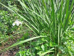 Dietes grandiflora leaves